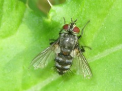 Tachinidae