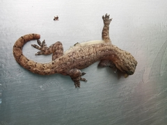 Hemidactylus frenatus