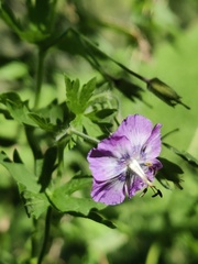 Geranium phaeum