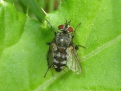 Tachinidae