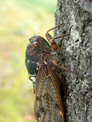 Graptopsaltria nigrofuscata