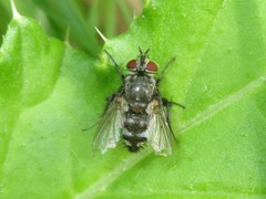 Tachinidae