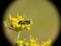 Hylaeus punctatus