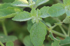 Physalis missouriensis