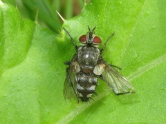 Tachinidae
