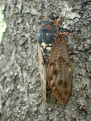 Graptopsaltria nigrofuscata