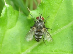 Tachinidae