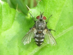 Tachinidae