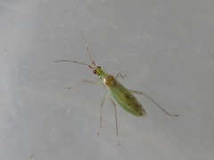 Dicyphus epilobii