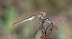 Sympetrum meridionale