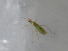 Dicyphus epilobii