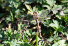 Sympetrum meridionale