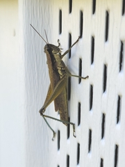 Paroxya atlantica