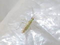 Dicyphus epilobii