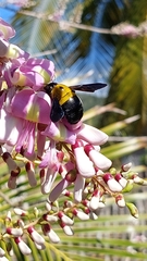 Xylocopa calens