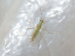 Dicyphus epilobii