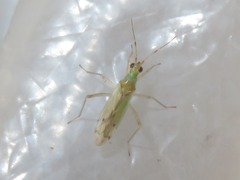 Dicyphus epilobii