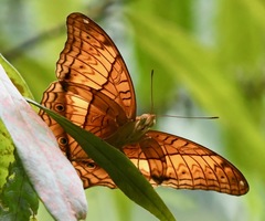 Vindula dejone erotella