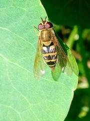 Syrphus
