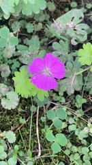 Geranium sanguineum