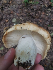 Russula foetens