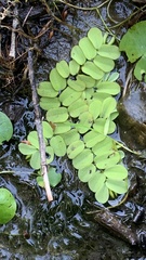 Salvinia natans