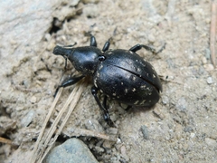 Liparus germanus