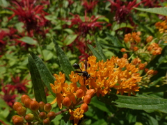 Physocephala tibialis