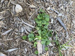 Dichondra carolinensis