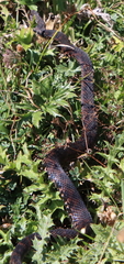 Vipera aspis aspis