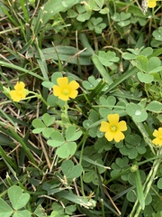 Oxalis dillenii