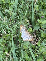 Anartia jatrophae