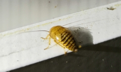 Ectobius vittiventris