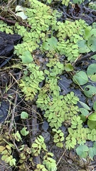 Salvinia natans