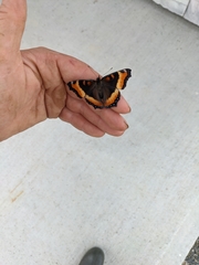 Aglais milberti