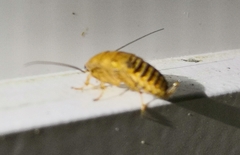 Ectobius vittiventris