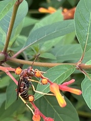 Polistes