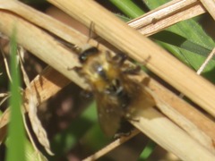 Bombus pascuorum