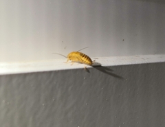 Ectobius vittiventris