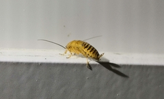 Ectobius vittiventris