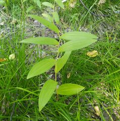 Polygonatum humile