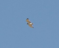 Circaetus gallicus