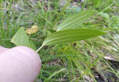 Polygonatum humile