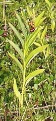 Maianthemum stellatum