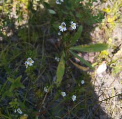 Euphrasia stricta