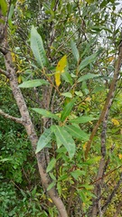 Salix gmelinii