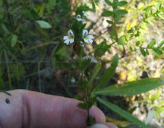 Euphrasia stricta