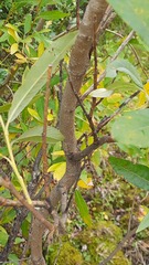 Salix gmelinii