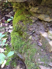 Claopodium rostratum