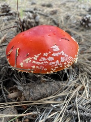 Amanita muscaria flavivolvata